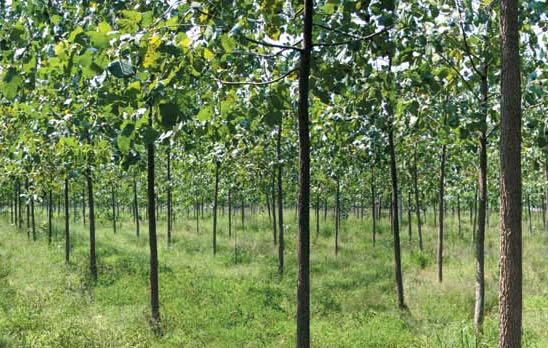 �D����˾���L�� �c���ɷŴ�