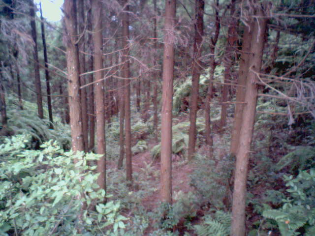 �D���ԷNֲ��ɼľ�ֵ� �c(di��n)���ɷŴ�