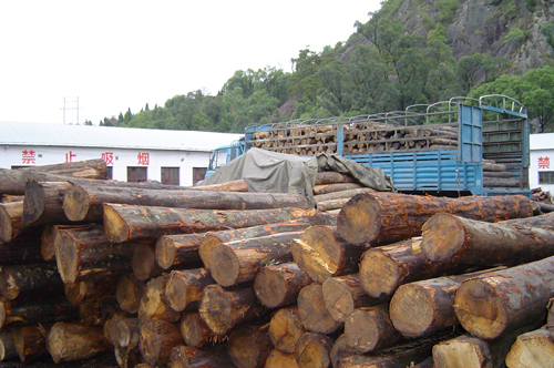 �D���sľ �c���ɷŴ�