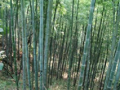 �D���������� �c(di��n)���ɷŴ�