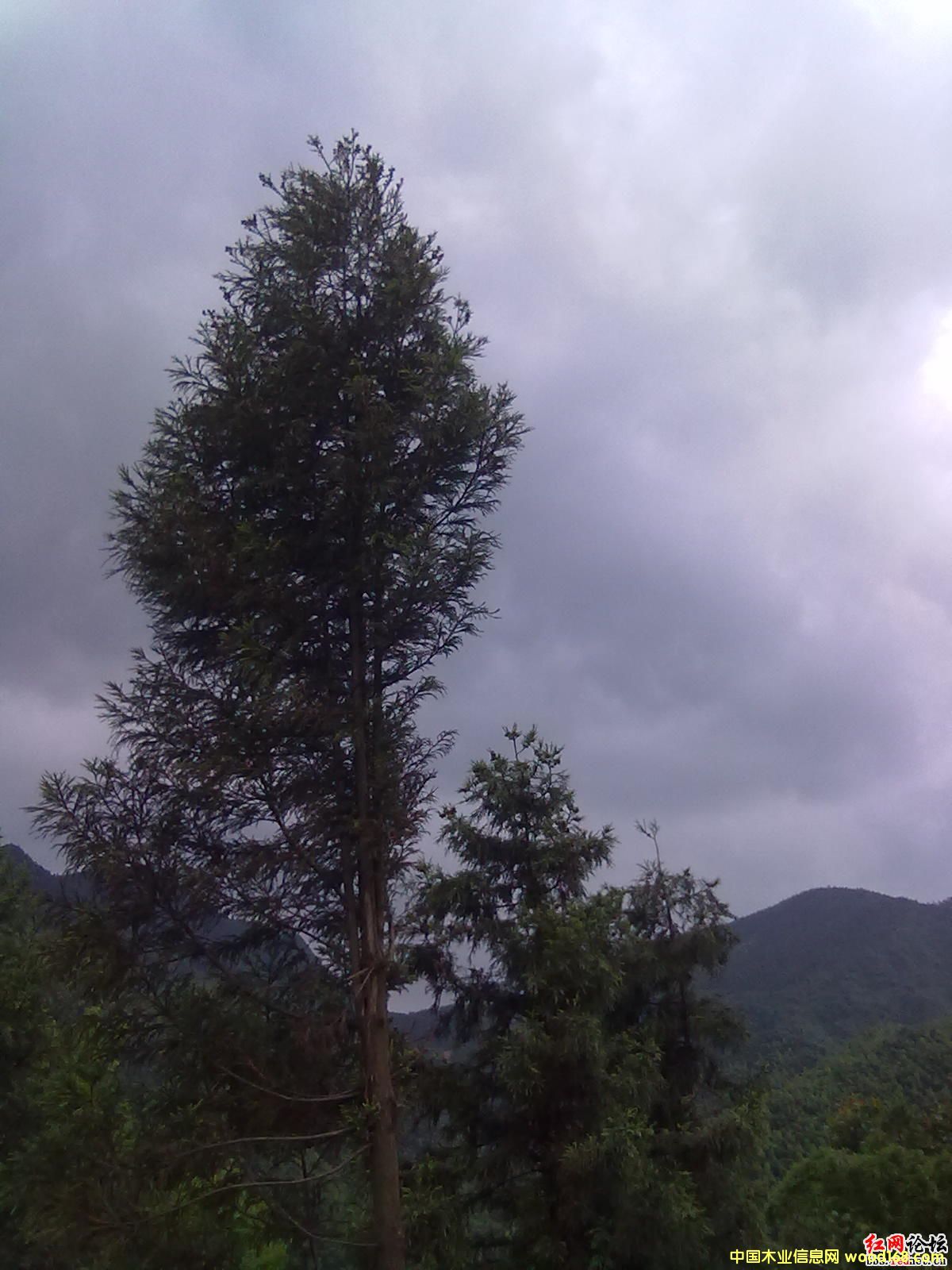 �D��ԭľ �c(di��n)���ɷŴ�