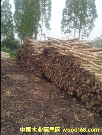 �D��ľ�^ �c(di��n)���ɷŴ�