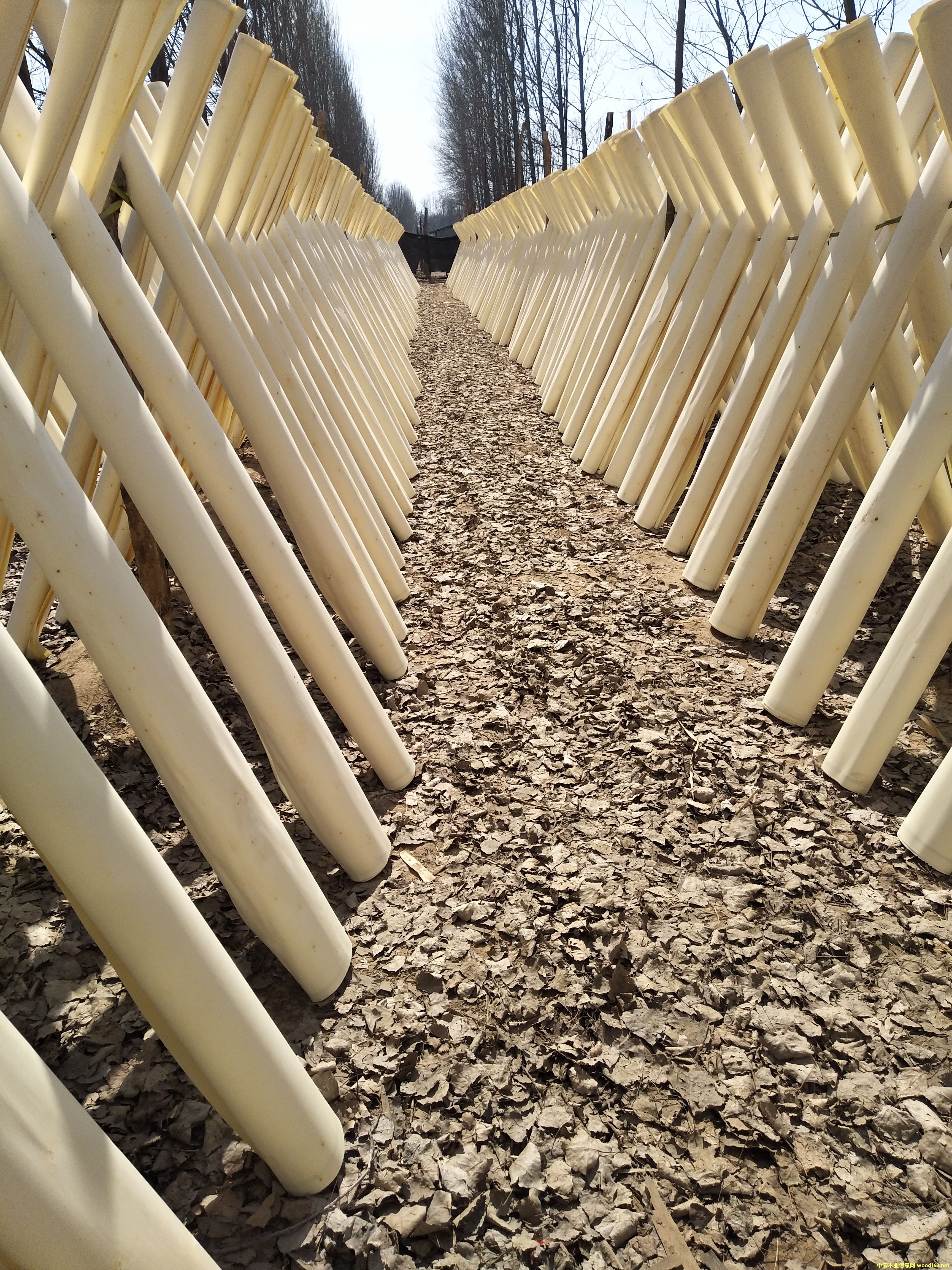 �D��    ����ľ�I(y��)���a(ch��n)�ӹ���ľ��Ƥ����ľ��Ƥ����ľƯ������ľ�ΰ壬Ҏ(gu��) ��2550mmX1280mm����ȣ�35�z��80�z���ؼ���һ����������؛Դ�������|(zh��)�����C�����u�ɿ�����ҪՈ(li��n)ϵ���ڴ���λ���R�� ����(j��ng)�� �Ԓ��15244050446 �c���ɷŴ�