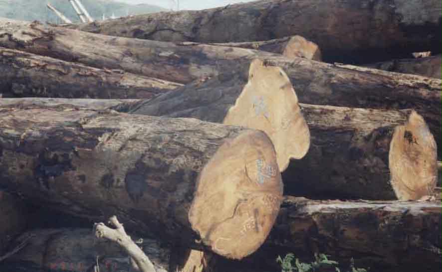 �D������ԭľ �c(di��n)���ɷŴ�