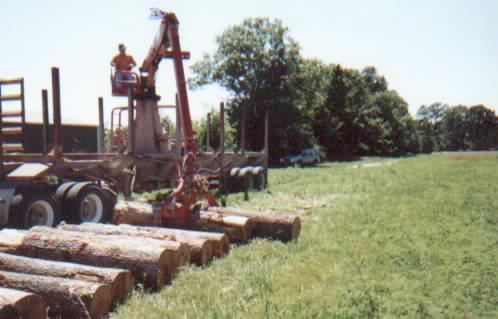 ������ͩbuttonwood/Sycamore��Ԕ����B