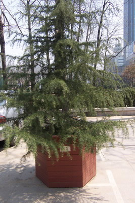 ��ľ�����Ԕ��(x��)��B