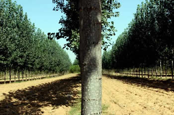 ��ľ���D(zhu��n)��Ԕ��(x��)��B