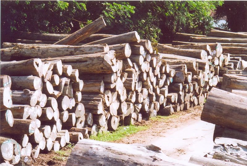 ����(y��ng)�ϵȾ����߳���ľ��ԭľ����Ԕ��(x��)��B