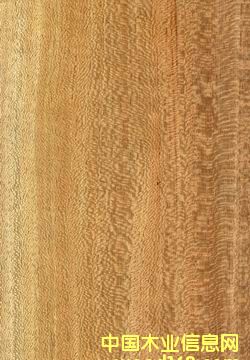 ���ٽz���N�������Ƭ��