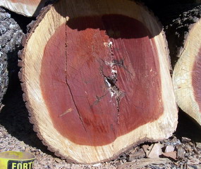 �t����ľ��Ԕ����B