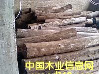 �t��֦��Ԕ��(x��)��B