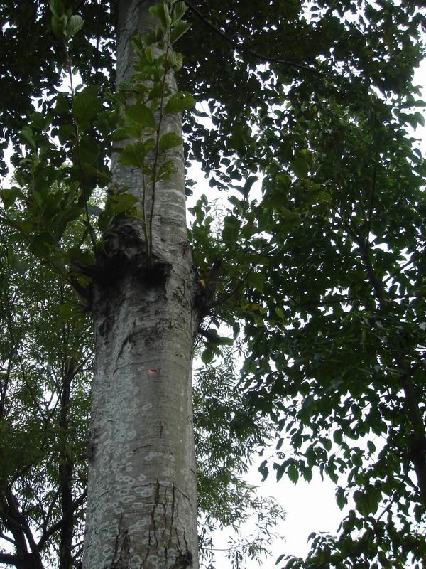 ��ľ(alder)�ذ����Ҏ(gu��)��ĵ�Ԕ��(x��)��B