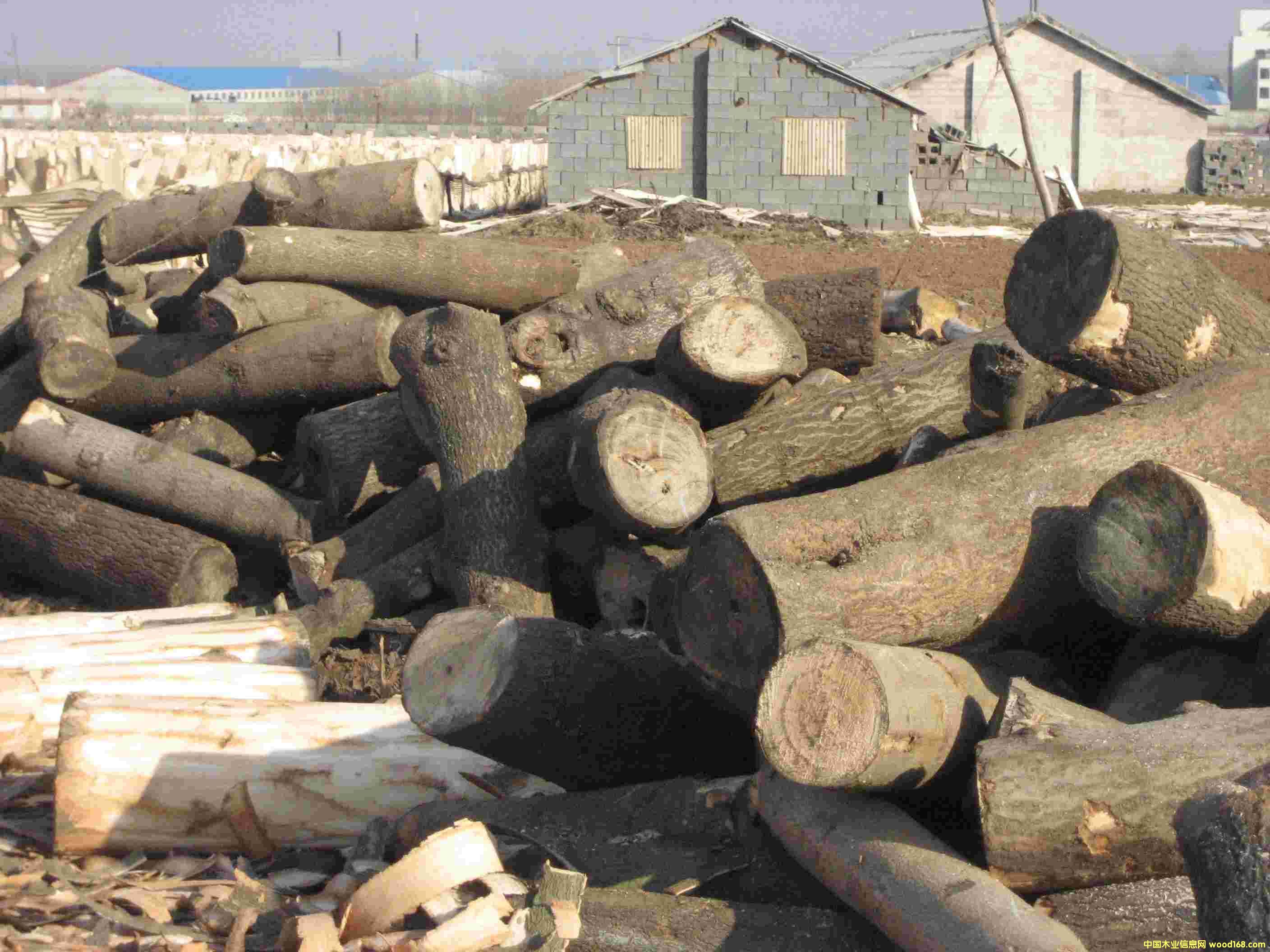 ɽ�|�R����ͩԭľ��Ԕ��(x��)��B