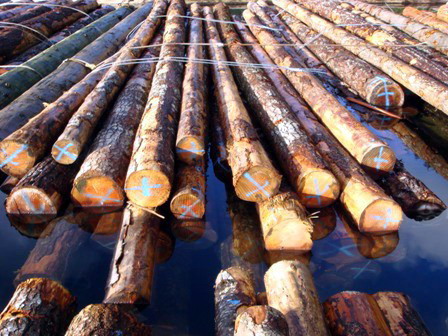 20cm up ���ô�����ԭľ��Ԕ��(x��)��B