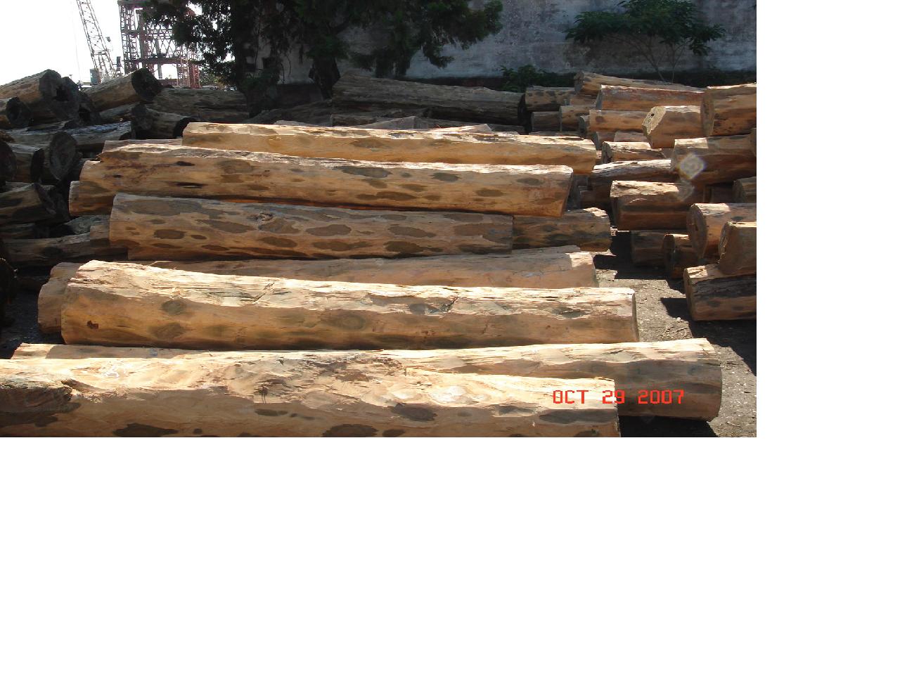 �G̴ľ-Palo Santo��Ԕ��(x��)��B