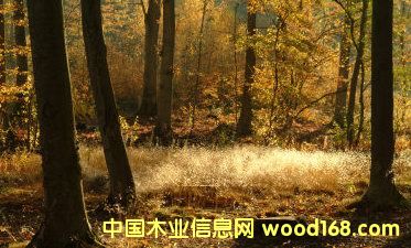 ������(sh��)��ԭ���ϼ���ģ�