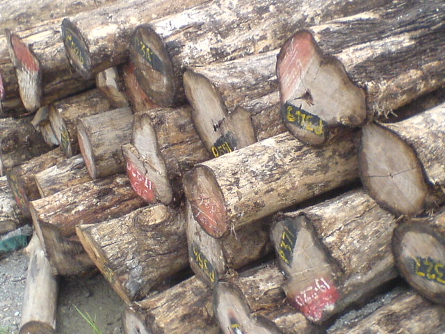 ��ľԭ�ĵ�Ԕ��(x��)��B