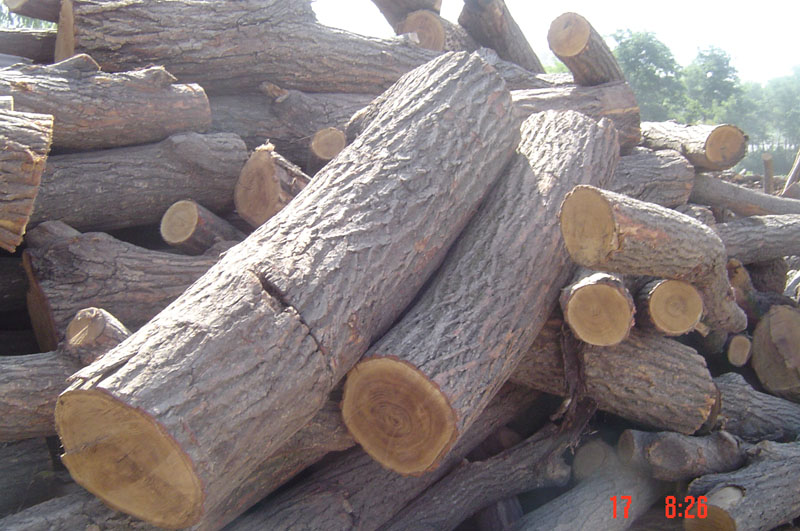 ����ԭľ��Ԕ����B