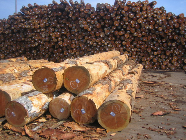 �����ɶ�����ԭľ��Ԕ����B