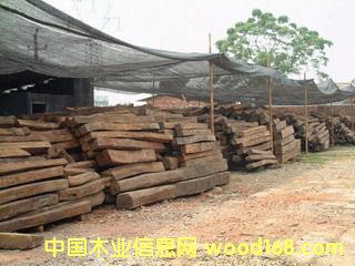 [��] ������֦  ��֦  �W���S̴