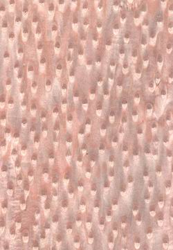 ��؈�۵�Ԕ����B