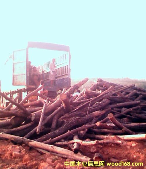 ��ľ֦����Ԕ��(x��)��B