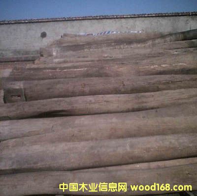 ��������ľ