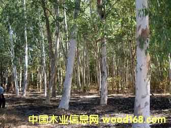 ��ľ��Ԕ����B