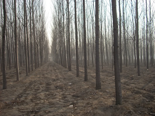 �������Ԕ��(x��)��B