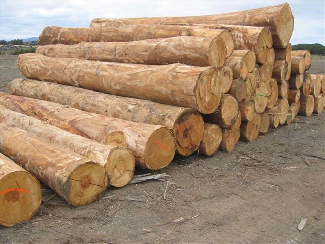 ������ľ�����骣���Ԕ��(x��)��B