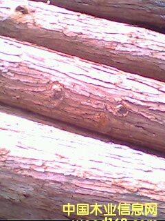 ɼԭľ��Ԕ����B