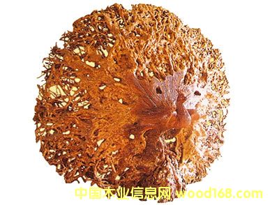 ����(y��ng)��ľ��ˇƷ-��ȸ