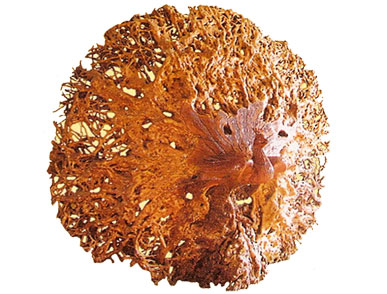 ����(y��ng)��ľ��ˇƷ