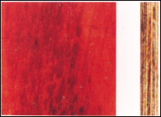 �����z�t���Ԕ��(x��)��B