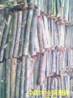 �t��ԭľ��Ԕ��(x��)��B