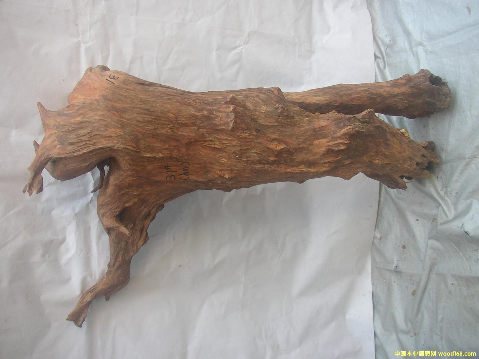 �����S����31#