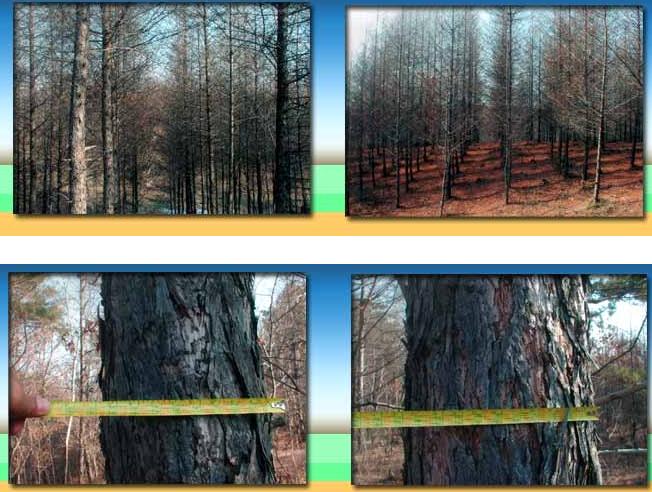 ���~�ɻ���ľ