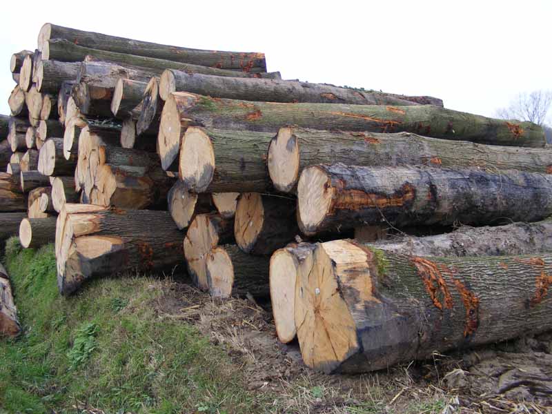 �t��䏲�ԭľ��Ԕ��(x��)��B