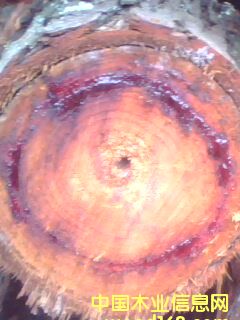 �t��ľ��Ԕ��(x��)��B