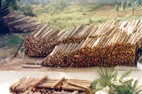 ɼԭľ��Ԕ��(x��)��B