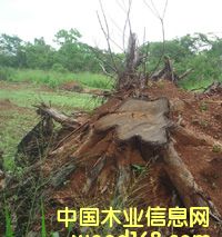 ��ľ�����Ԕ��(x��)��B