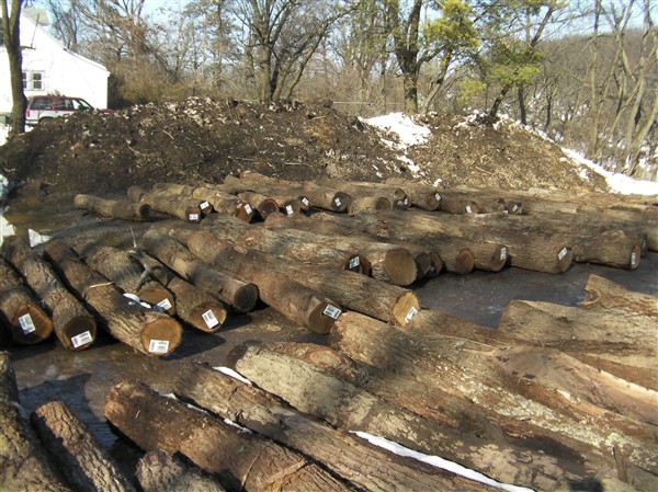 �����ں���ԭľ