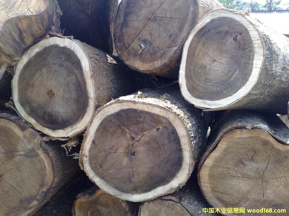 ACACIA MANGIUM����˼ľԭľ