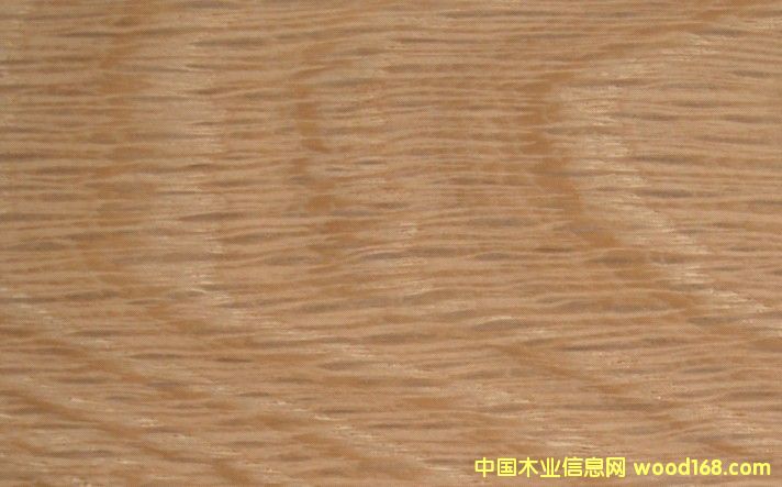 ����ľW(w��ng)O