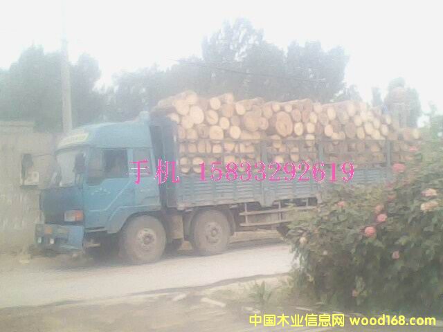 ������ľ�^