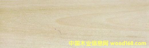 ����(gu��)�S�� Yellow Poplar��Ԕ��(x��)��B