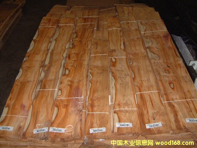 ��ɼ��������ɼ��YEW TREE