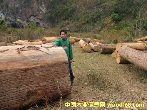 �������ľ2