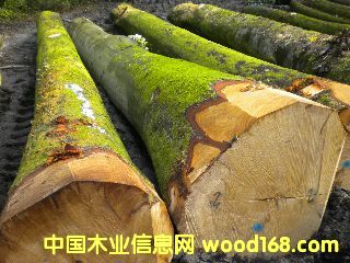 ��ľ ����(gu��)�ĵ�Ԕ��(x��)��B