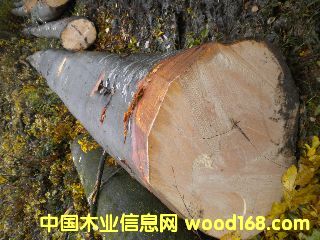 ��ľ ����(gu��)�ĵ�Ԕ��(x��)��B